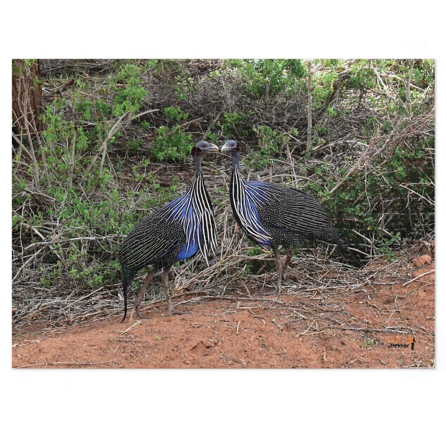 Jigsaw Puzzle & Tin: Original Photo, Tsavo East, Kenya (2023), Vibrant Glossy Puzzle, Nature Lover's Gift, 30 to 1,000 Pcs