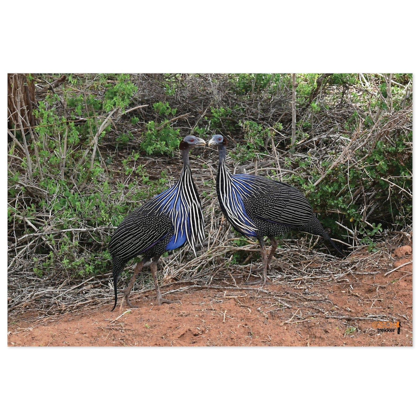 Jigsaw Puzzle & Tin: Original Photo, Tsavo East, Kenya (2023), Vibrant Glossy Puzzle, Nature Lover's Gift, 30 to 1,000 Pcs